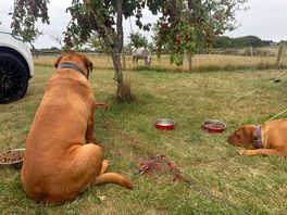 Dogs watching horses. happy and chilled