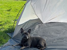 Dog friendly site