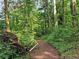 The woodland walk on site