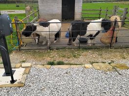 Ponies onsite