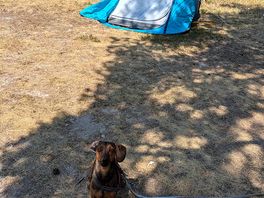 Dogs allowed