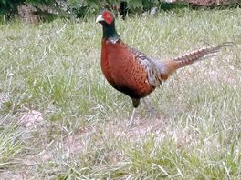 The pheasant who told our cat off!