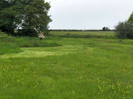 Ladybird tent pitch