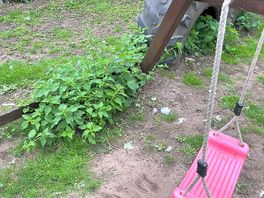 Nettles in play area