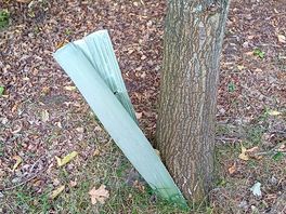 Tree guards haven't been useful in a very long time