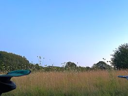 Wildflowers in front of pitch