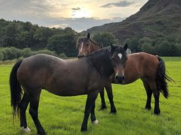 My children loved walking to see the horses.