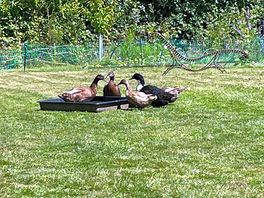 Lovely ducks