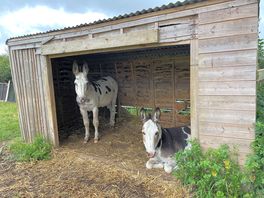 Donkeys!