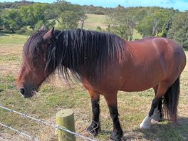 Horses on site