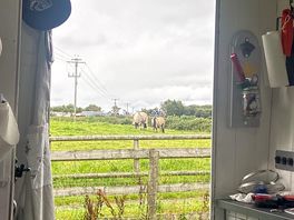 Horses outside the van