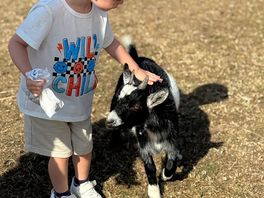 The free range goat 😂