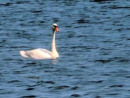 Cygne