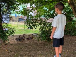 Watching the ducks and geese