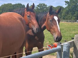 Horses.