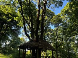 In the woods