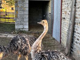 Emu