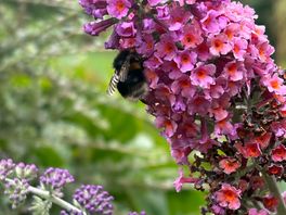 Flowers and bees near the pod