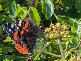 Butterfly on coastal path