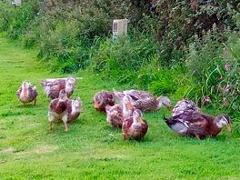 Visiting runner ducks