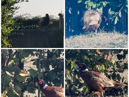 Local wildlife