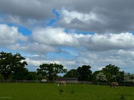 Views of the horses in field next to pitches