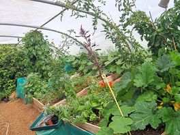 Polytunnels