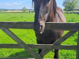 Visit from the horses