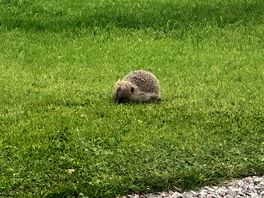 Hedgehog