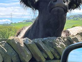 Cow