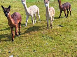Residents