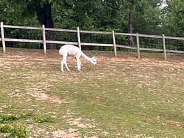 Another alpaca