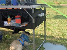 Dave the pug enjoying the view of horses