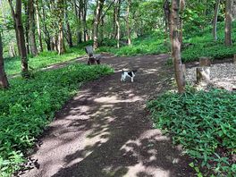 Dog walk