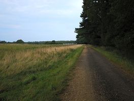 Holkam hall grounds pathway