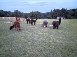 Alpacas