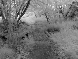 Bridgewood