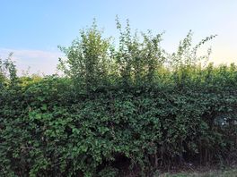 Overgrown