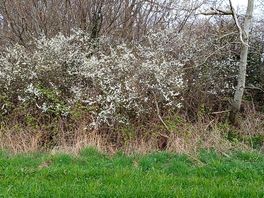 Blackthorn in flower.