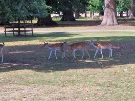Wild deer