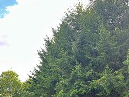Trees on site