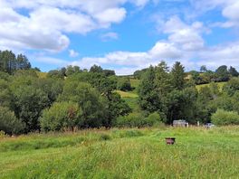 Wildflowers on site