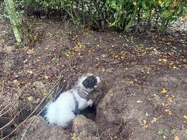Pesky rabbits, i will get them