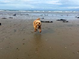 The beach