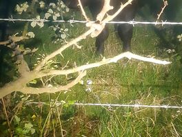 Cows in the behind field at night time