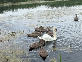 Swan and their young