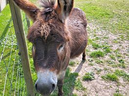 Donkey