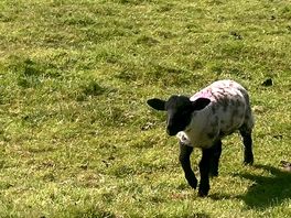In the nearby field
