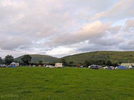 Bush of ewes