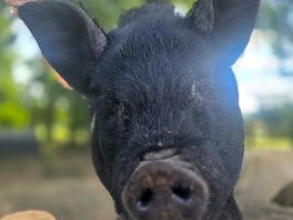 Pig!